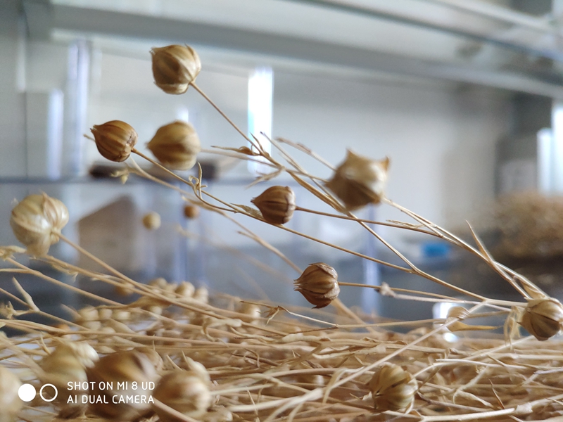 雜交果與(yu) 受體(ti) 對比_副本.jpg